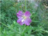 Dlakavi vrbovec (Epilobium hirsutum)