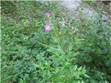 Dlakavi vrbovec (Epilobium hirsutum)