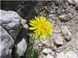 Določil sem še alpski jajčar-Leopoldon hispidus ssp. hyoseroides-radičevke-Cichriaceae. Listi so pri njem pernato deljeni.