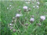 Njivski osat (Cirsium avense)