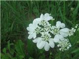 Velecvetna vehrica (Orlaya grandiflora)