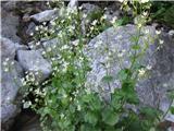 Okroglolistni kamnokreč (Saxifraga rotundifolia)