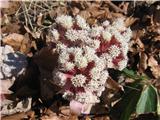 Petasites paradoxus