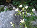 Saxifraga rotundifolia