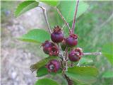 Šmarna hrušica (Amelanchier ovalis)