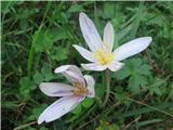 Colchicum autumnale