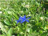 Snežni svišč (Gentiana nivalis)