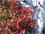 Alpski gornik (Arctostaphylos alpina)