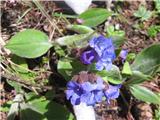 Ozkolistni pljučnik (Pulmonaria australis)