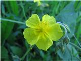 Helianthemum ovatum