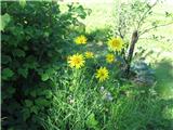 Travniška kozja brada-Tragopogon pratensis-nebinovke-Asteraceae. Cvet je velik in rastlina visoka.