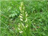 Dolgolistna naglavka  (Cephalanthera longifolia)