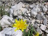 Alpski jajčar ali alpski otavčič (Leontodon hispidus subsp. hyoseroides)