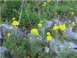 Jajčasti popon (Helianthemum ovatum)