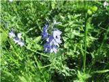 Veliki jetičnik (Veronica teucrium)