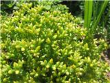 Sedum acre