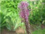 Plantago media