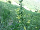 Lepljiva kadulja (Salvia glutinosa)