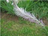 Plantago media