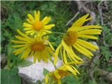 Avstrijski divjakovec (Doronicum austriacum)