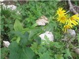 Doronicum austriacum