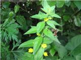 Pikasta pijavčnica (Lysimachia punctata)