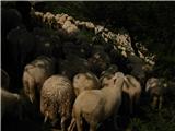 Tako je pa če ovce zaprejo planinsko pot(na poti do Riffugio Sella). :)