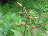 Navadna črnobina (Scrophularia nodosa)