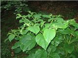 Volčja češnja (Atropa belladonna)