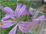 Gozdni slezenovec (Malva sylvestris)