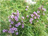 Nemški sviščevec (Gentianella germanica)