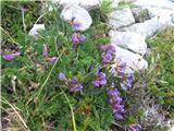 Pirenejska osivnica (Oxytropis neglecta)