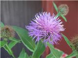 Centaurea phrygia ssp. pseudophrygia