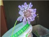 Nekako to sezono še nisem naletel na bleščeči grintavec ali pa sem ga prezrl-Scabiosa lucida-ščetičevke-Dipsacaceae.