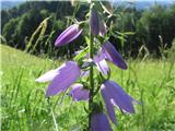 Bolonjska zvončica (Campanula bononiensis)