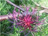 Triumfettijev glavinec (Centaurea triumfettii)