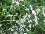 Hribska perla (Asperula cynanchica)