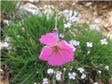 Klinčki še vedno cvetijo.To je divji klinček-Dianthus sylvestris -klinčnice-Caryphyllaceae.