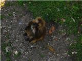 Opica v citadeli v Besanconu :)))