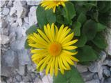 Velecvetni divjakovec (Doronicum grandiflorum)