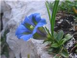 Kochov svišč (Gentiana acaulis)