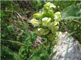 Podaljšani ušivec (Pedicularis elongata)