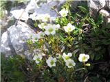 Sinjezeleni kamnokreč (Saxifraga caesia)