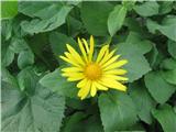 Doronicum austriacum