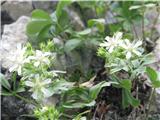 Potentilla caulescens