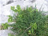 Skalna prerast (Bupleurum petraeum)