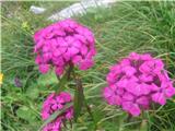 Pri spustu z Viševnika proti Rudnemu polju velika poljana vsa v rdečem-tuški nageljček po domače-brkati nagelj-Dianthus barbatus-klinčnice-Caryphyllaceae.