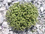 Kranjski kamnokreč (Saxifraga exarata subsp. carniolica)