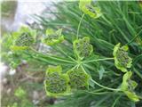 Bupleurum petraeum