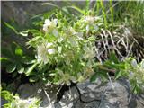 Potentilla caulescens